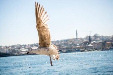 Arka planda cami olan martı gökyüzünde uçuyor.