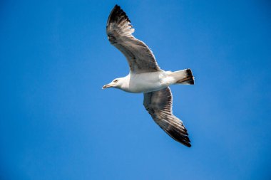 Arka plan olarak mavi gökyüzünde uçan tek bir martı.