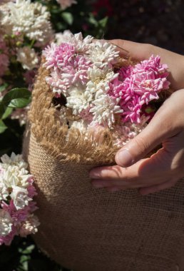 Eline tuval sarılmış güzel taze güller