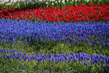 Bahar mevsiminde açan Lale Çiçekleri