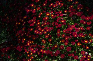 Renkli bir arkaplan olarak açan bahar çiçekleri