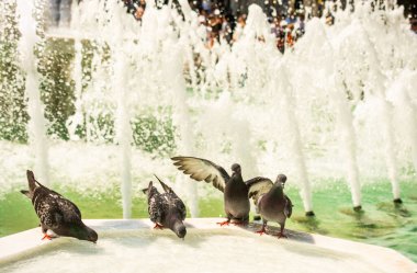 Susamış güvercinler çeşmede sıcak bir günde su içerler.