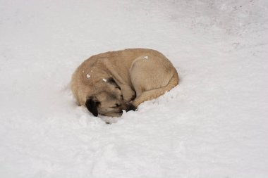 Evsiz sokak köpeği evcil hayvan konsepti olarak görülüyor.