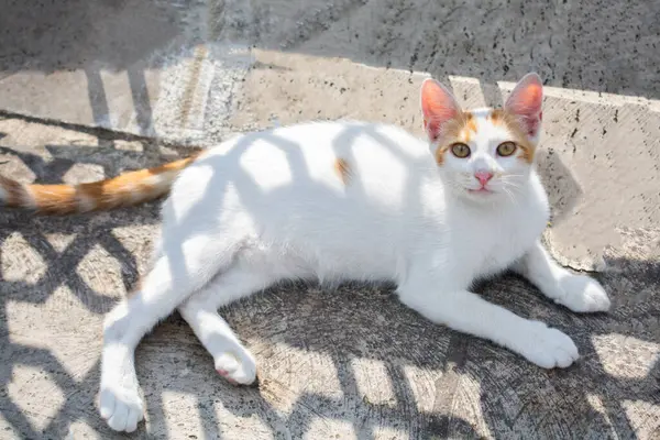 Evcil bir hayvan gibi görünen sevimli bir kedi yavrusunun portresi