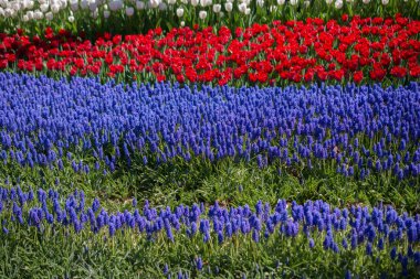 Bahar mevsiminde açan Lale Çiçekleri