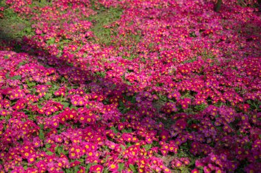 Renkli bir arkaplan olarak açan bahar çiçekleri