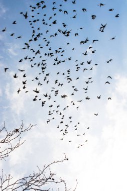 Gökyüzü bahar zaman kuş dolu