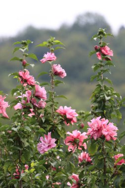 Çeşitli çiçeklerle dolu güzel renkli bir çiçek bahçesi