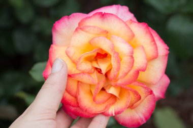 Renkli bir gül çiçeğini tutarken