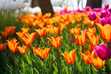 İlkbaharda doğada çeşitli renklerde laleler