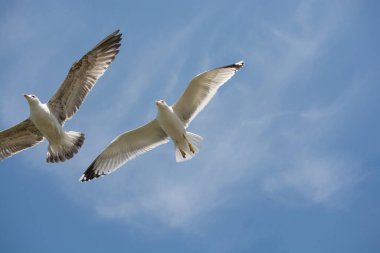 Arka plan olarak gökyüzünde uçan iki martı.