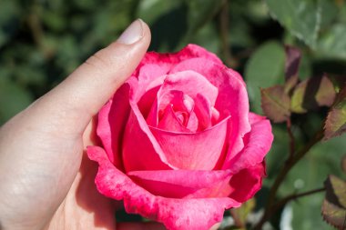 Renkli bir gül çiçeğini tutarken