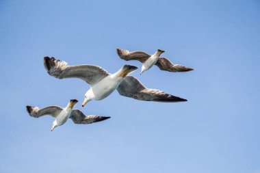 Arka plan olarak gökyüzünde uçan martılar