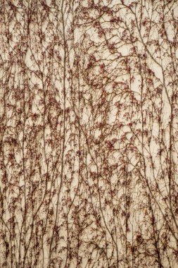 Bazı elementleriyle birlikte sonbahar mevsiminin doku arka planı