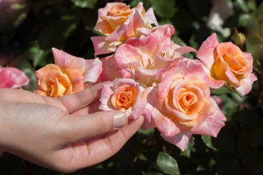 Renkli bir gül çiçeğini tutarken