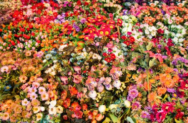 Renkli suni çiçeklerden yapılmış çiçek sanatı