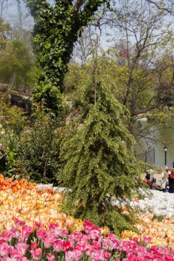 Kartpostal güzelliği tasarımı için güzel laleler.
