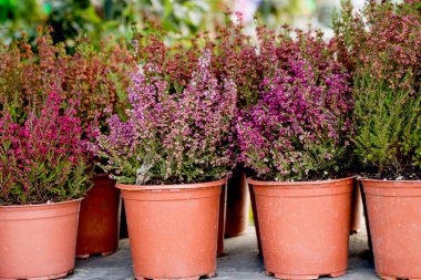 Saksı güzel çiçeklerle