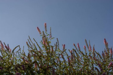 Çiçek arkaplanı gibi güzel, renkli doğal çiçekler.