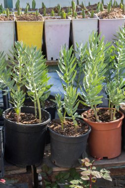 Çiçek saksısında güzel doğal bahar çiçekleri