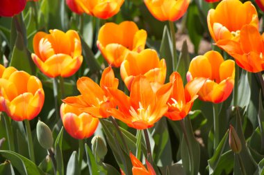 Bahar bahçesinde renkli lale çiçekleri açar.