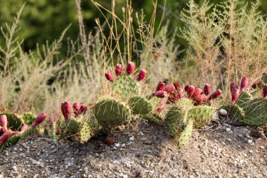 Doğada güzel taze çiçekler