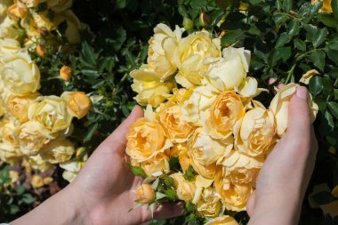 Elindeki güzel taze gül