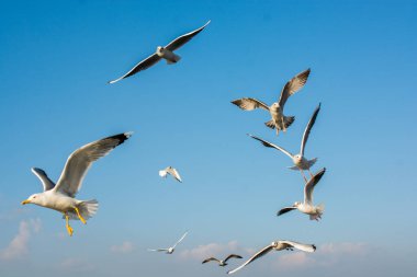 Martılar mavi gökyüzünde uçuyor