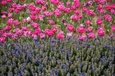 Bahar bahçesinde renkli lale çiçekleri açar.
