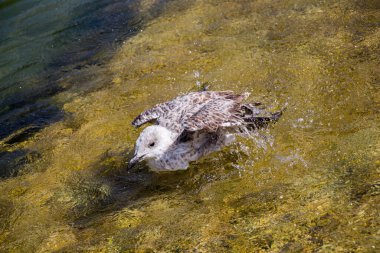Havuzda banyo yapan tek bir martı.