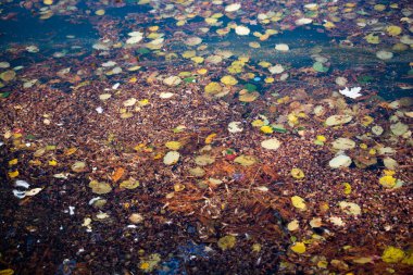 Sonbahar bitkisel güz konsepti olarak Kuru Yapraklar