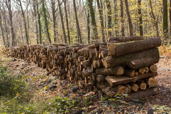 stock image Stack of  tree trunks piled up  wood logs in forest