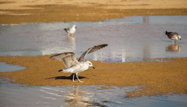 Martılar çamurlu sularda dinleniyor.