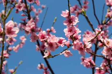 Renkli çiçekler baharda ağaçlarda açar.