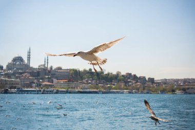 Arka planda cami olan martı gökyüzünde uçuyor.
