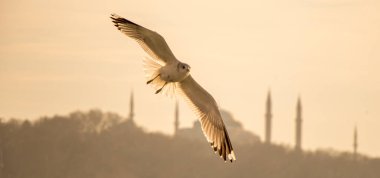 Istanbul Türkiye'de gökyüzünde uçan martılar