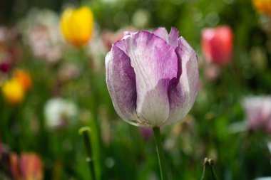 Baharın bahçesinde güzel renkli laleler çiçek açar.