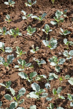 Bahar tarlasında filizlenen tarımsal ekinler