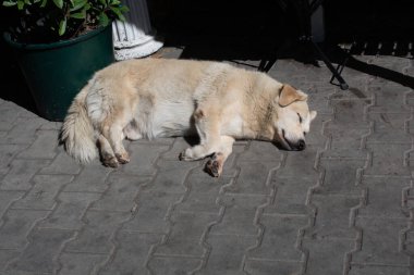Evsiz sokak köpeği evcil hayvan konsepti olarak görülüyor.