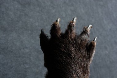 Keskin pençeleri olan Siyah Ayı Pençesi
