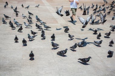 Sevimli güvercin kuşlarının arasında küçük bir çocuk Kentsel bir çevrede besleniyor
