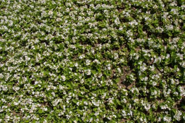 Arka plan olarak güzel taze çiçekler