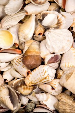 Dekoratif amaçlar için toplanan deniz kabukları.