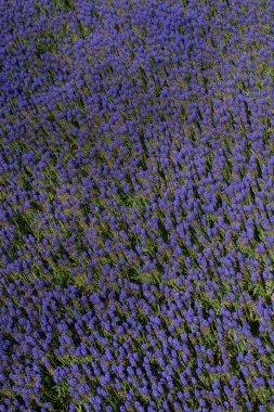 Çiçekler çiçek arkaplan dokusunu oluşturur