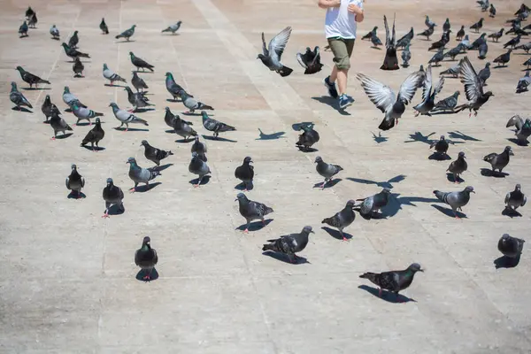 Sevimli güvercin kuşlarının arasında küçük bir çocuk Kentsel bir çevrede besleniyor