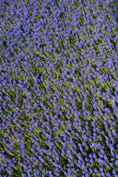 Çiçekler çiçek arkaplan dokusunu oluşturur