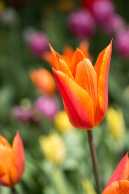 Bahar bahçesinde renkli lale çiçekleri açıyor.