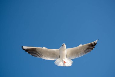 Arka plan olarak mavi gökyüzünde uçan tek bir martı.