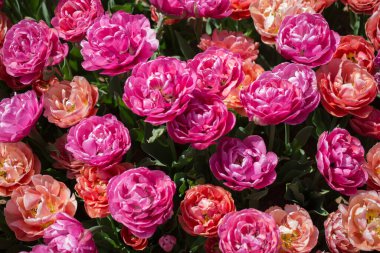 Çiçek arkaplanı olarak çiçek açan renkli lale çiçekleri