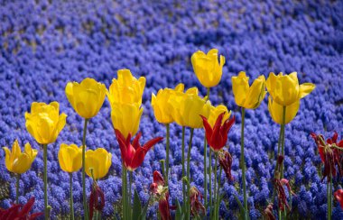 Bahar bahçesinde renkli lale çiçekleri açar.